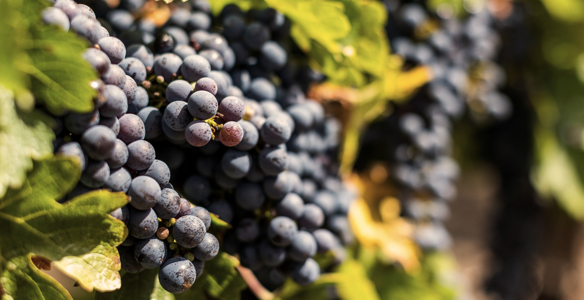 Dark pinot noir grape bunches ripening on the vine, cool-climate Western Australia