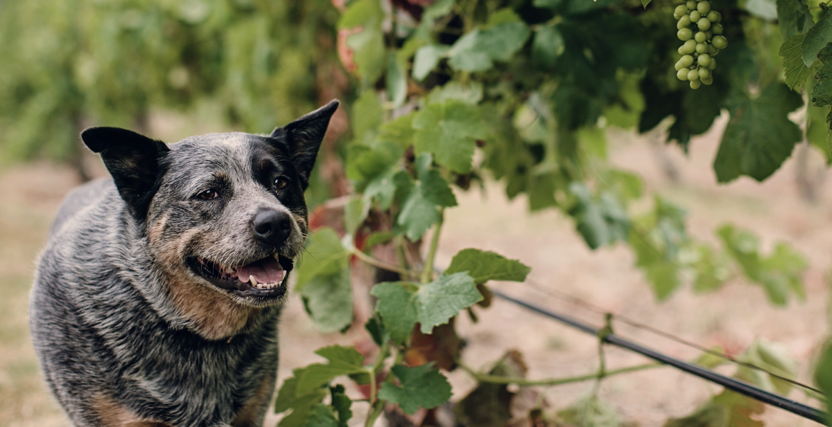Gracie the blue heeler winery dog among the vines at Singlefile, Denmark