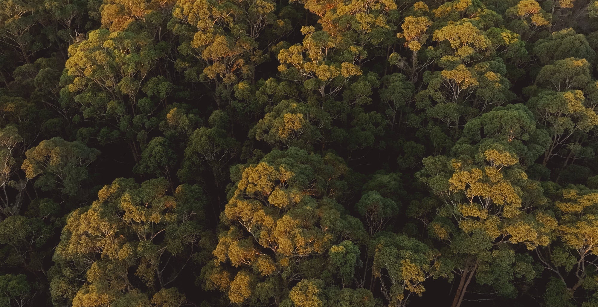 Aerial view of Karri trees