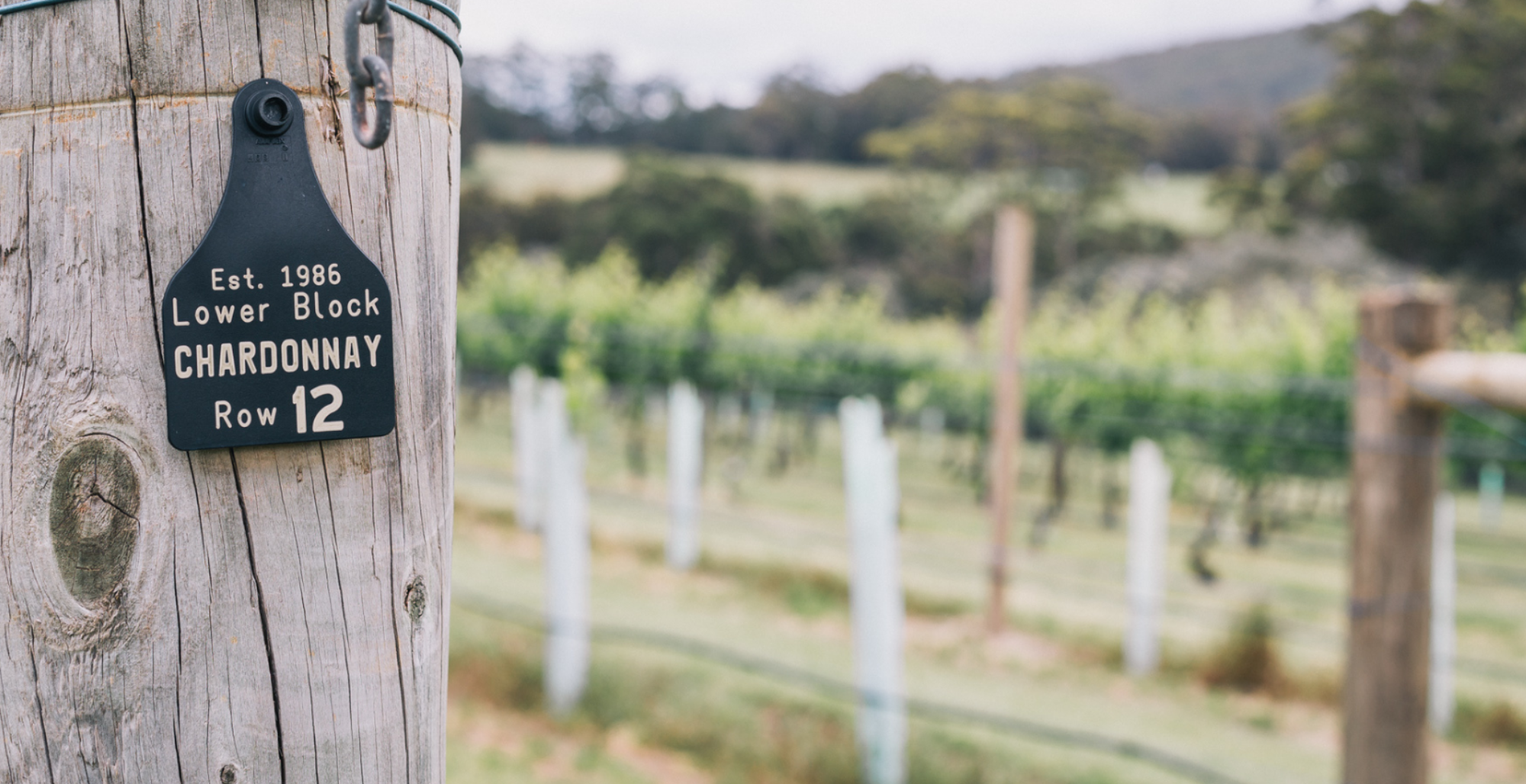 Reflections on Vintage 2026 in the Great Southern