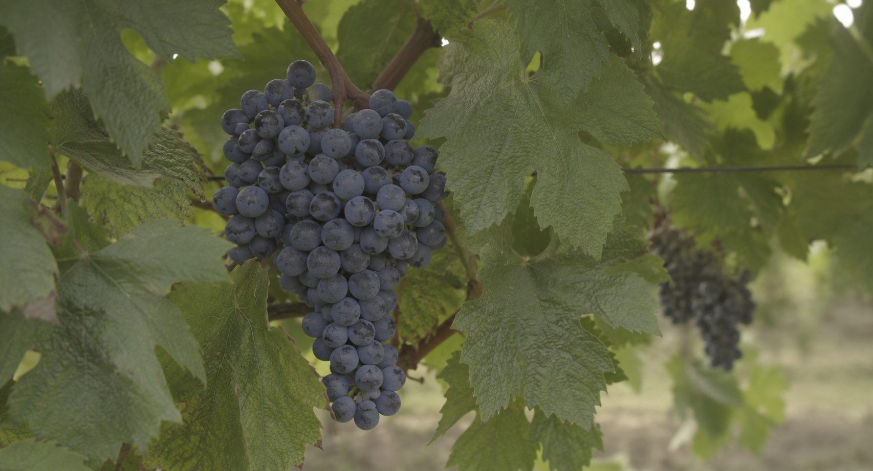 Cabernet Sauvignon: Origins, Character and Regional Expression
