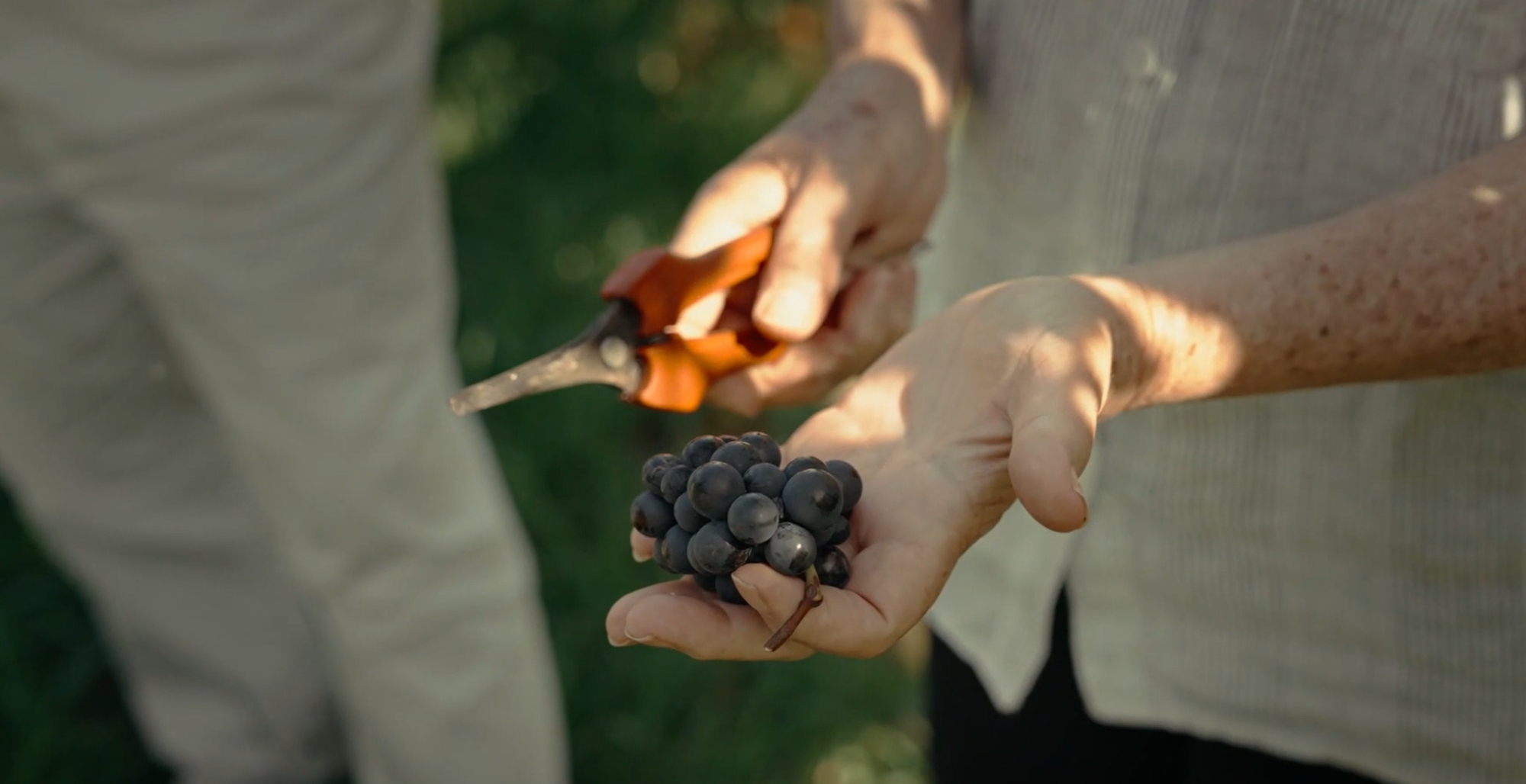 Pinot Noir in the Great Southern