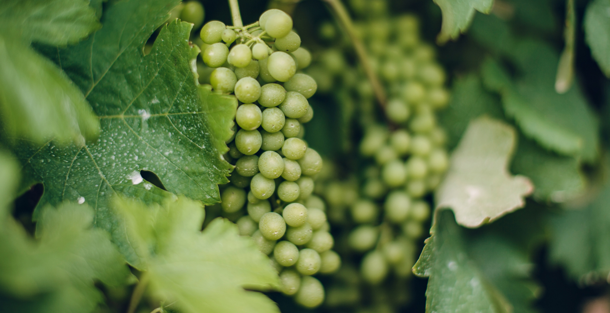 chardonnay grapes in the great southern western Australia