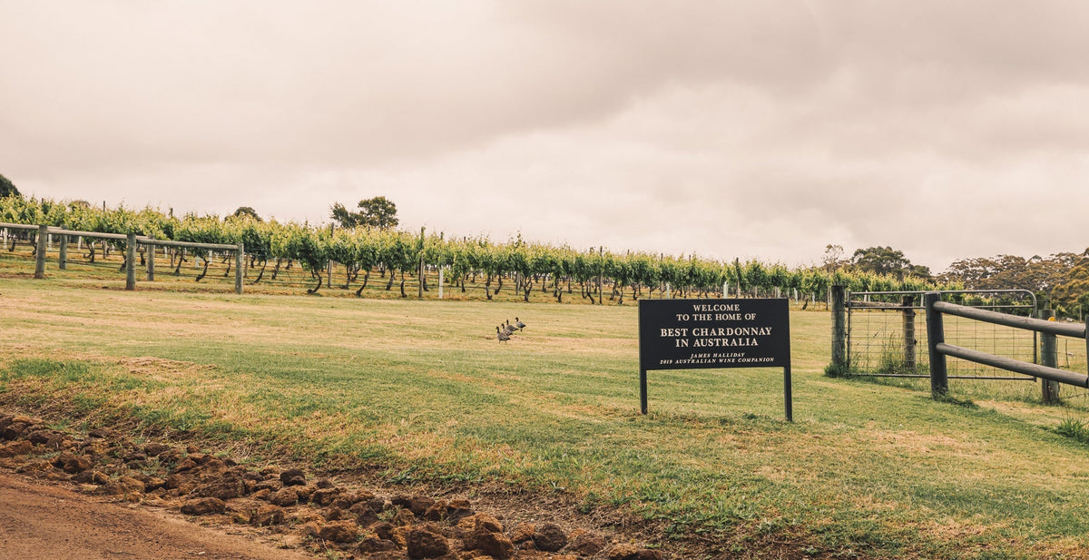 A Denmark vineyard with an award sign at the end of a row, Great Southern