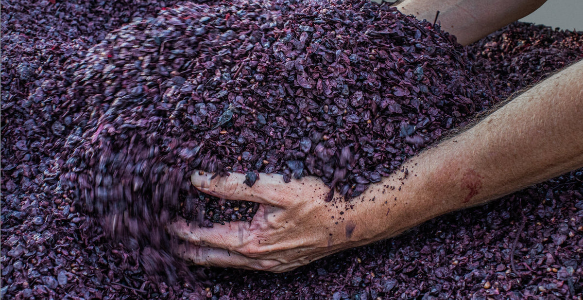 A winemaker's hands in a bin of crushed red grape skins during vintage