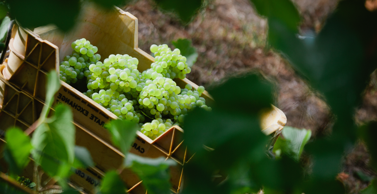 Hand-picked white grape bunches in a vineyard crate at harvest, Great Southern vintage