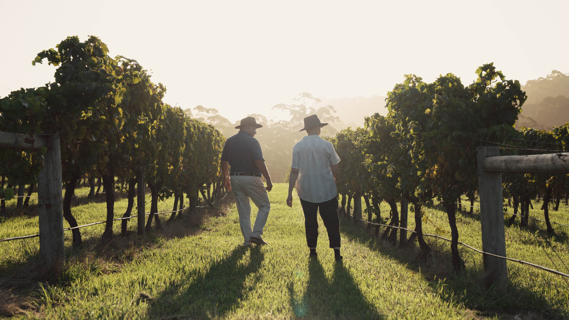 Two people walking through a vineyard at sunset.