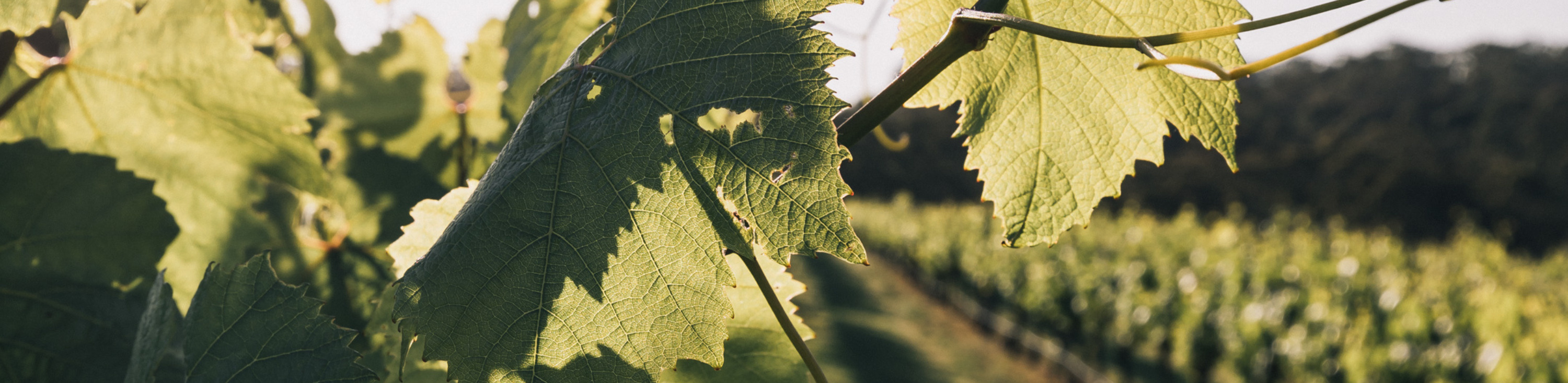 Close-up of grape leaves with vineyard in the background