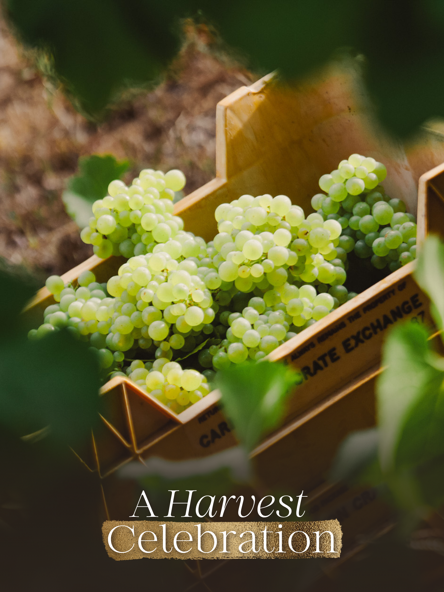 A Harvest Celebration