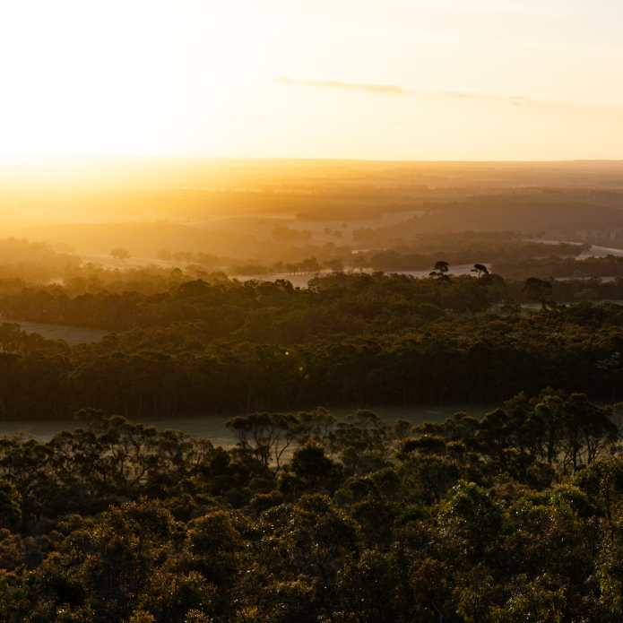 Sunset over a forested landscape with a warm glow