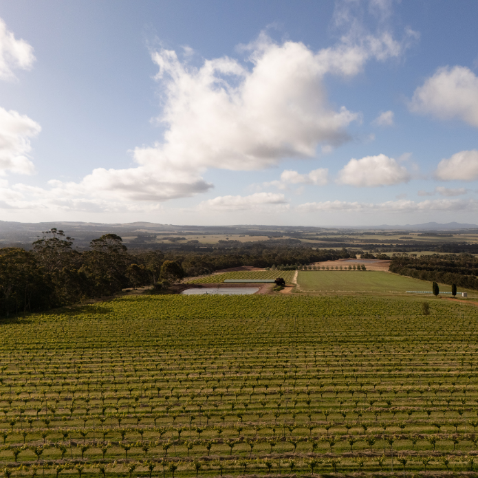 Vineyard with rows of grapevines under a blue sky with clouds.