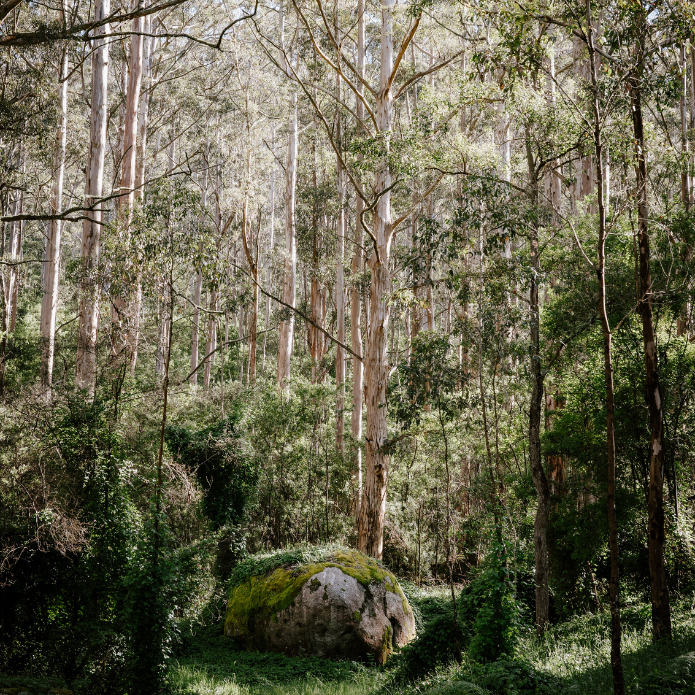 Forest scene with a large rock covered in moss