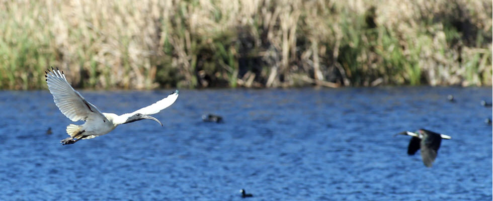 Lake Seppings image courtesy of ABC Great Southern