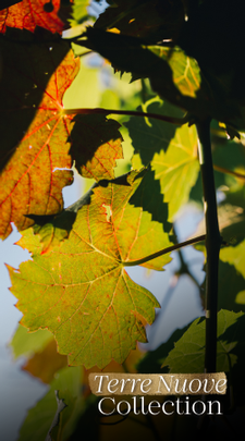 Terre Nuove Collection
