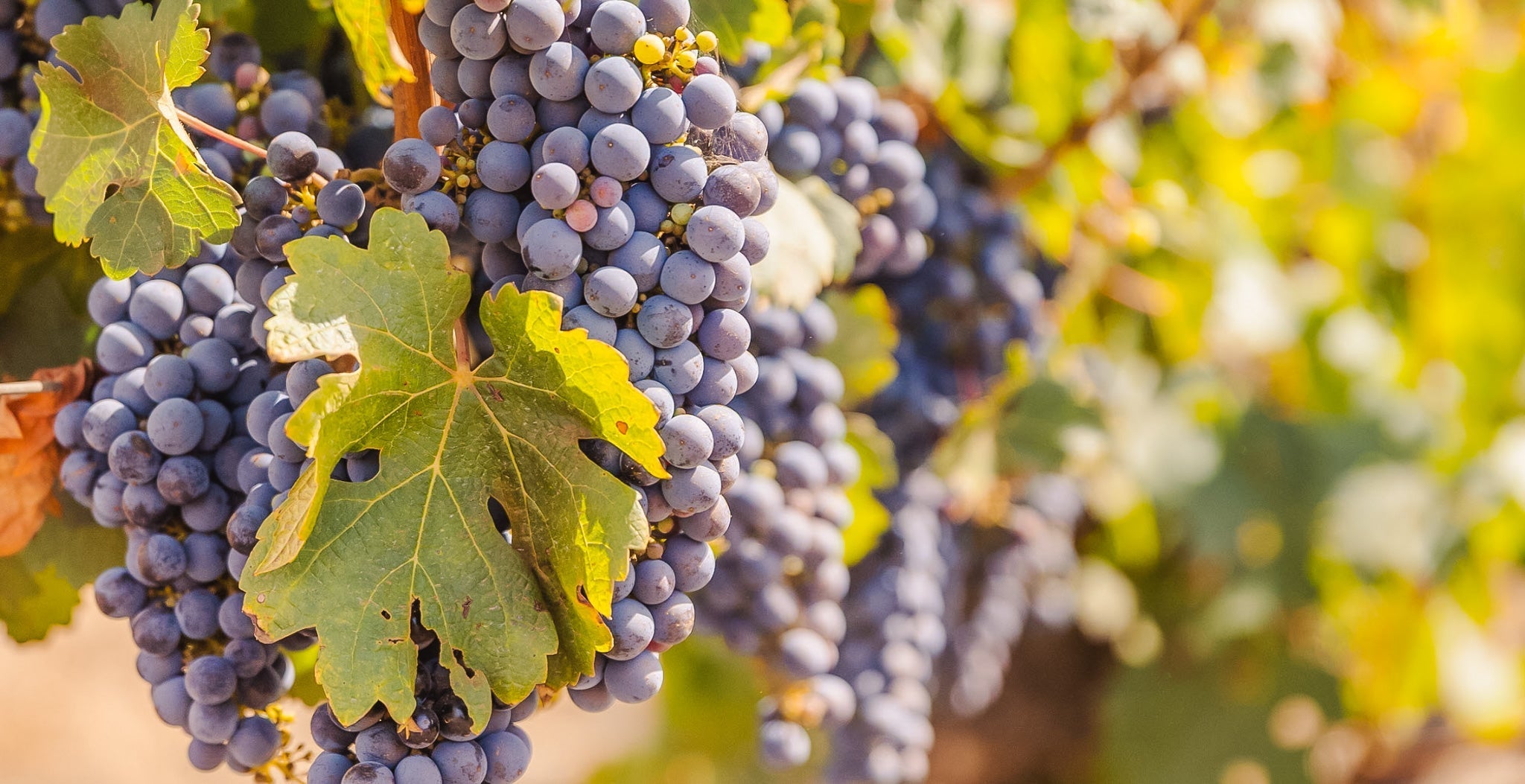Close up of cabernet sauvignon grapes on the vine