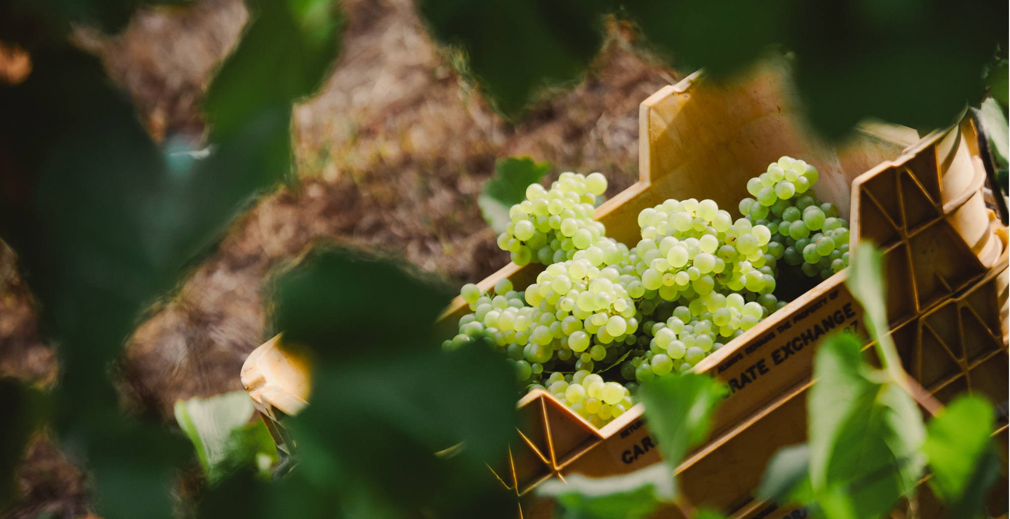 Picked bunches of grapes