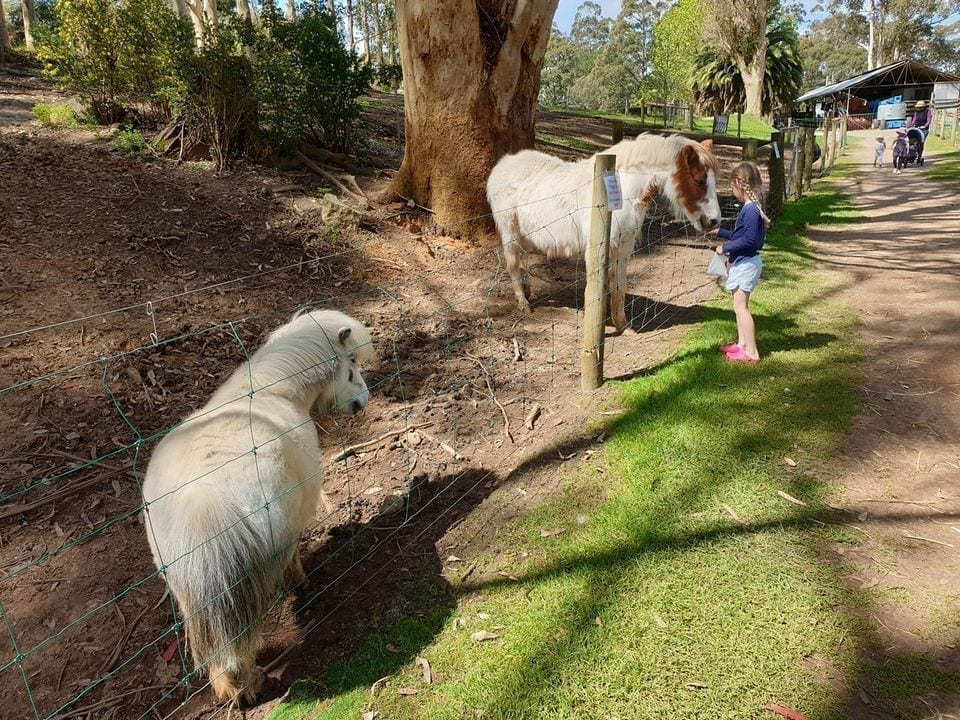 Two ponies standing near a fence with a child observing them in an outdoor setting.