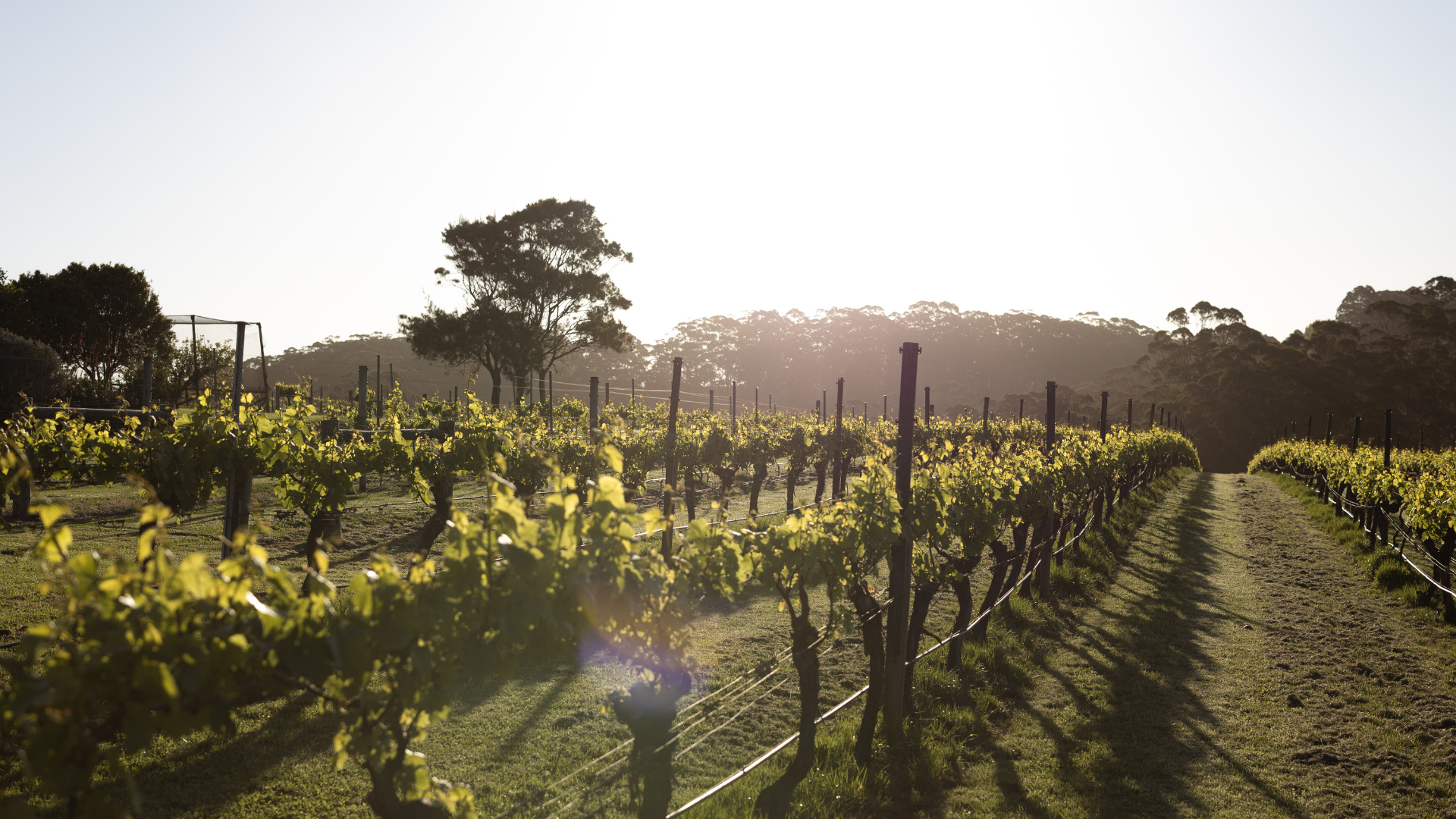 Vineyard with rows of grapevines under a clear sky