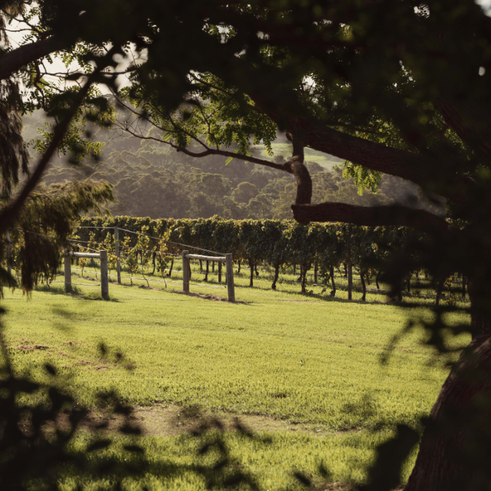 Vineyard with rows of grapevines under a tree on a sunny day