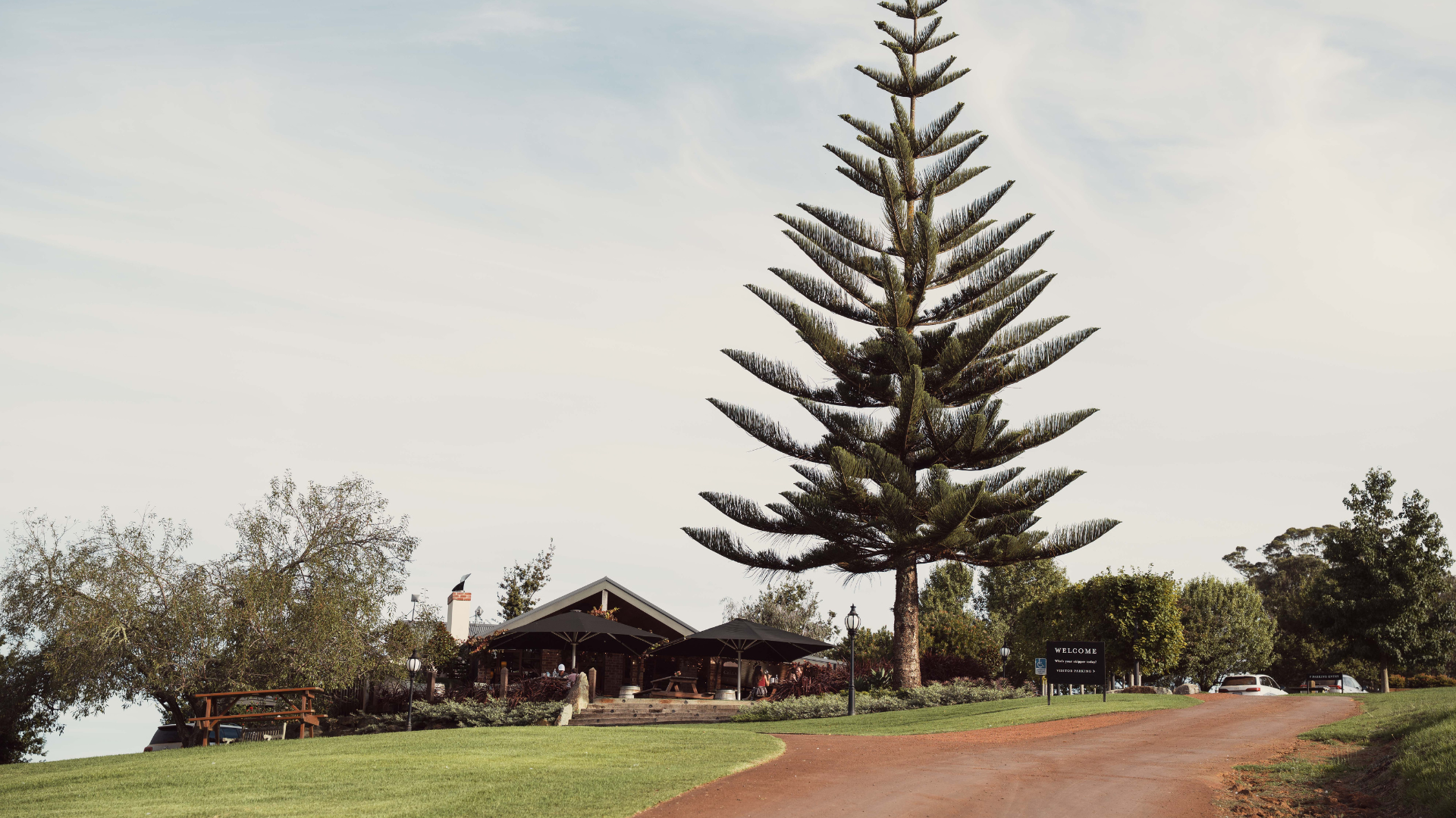 Cellar door with a large pine tree in the foreground