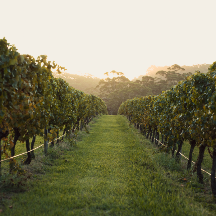 Rows from a vineyard overlooking trees and a warm sunset