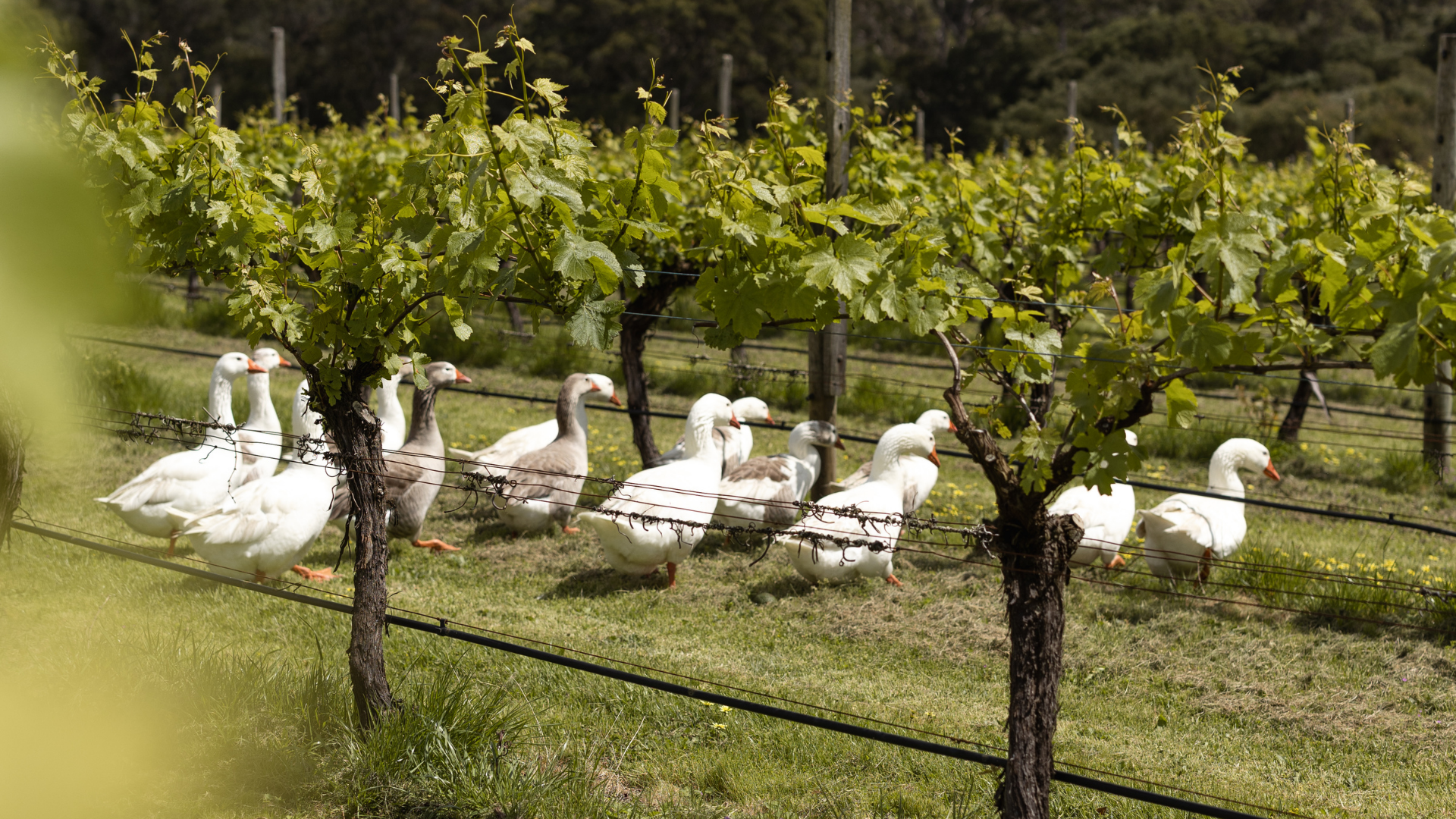 Geese walking among grapevines in a vineyard
