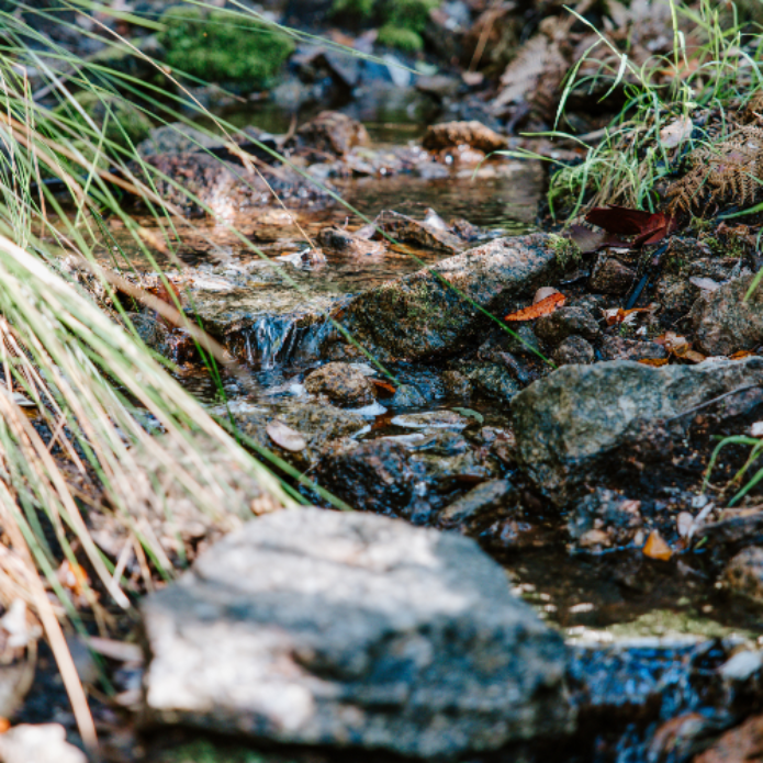 Stream flowing over rocks with grass and leaves in a natural setting