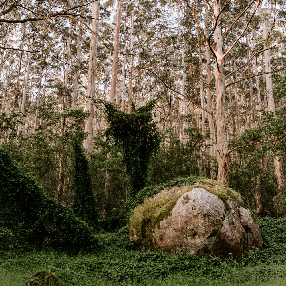 Large moss-covered rock in a forest setting with tall trees and greenery.