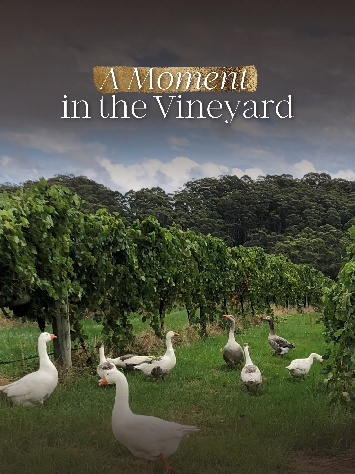 A Moment in the Vineyard