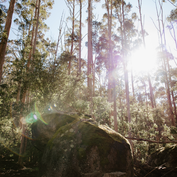 Mossy rock in a forest with sunlight filtering through the trees