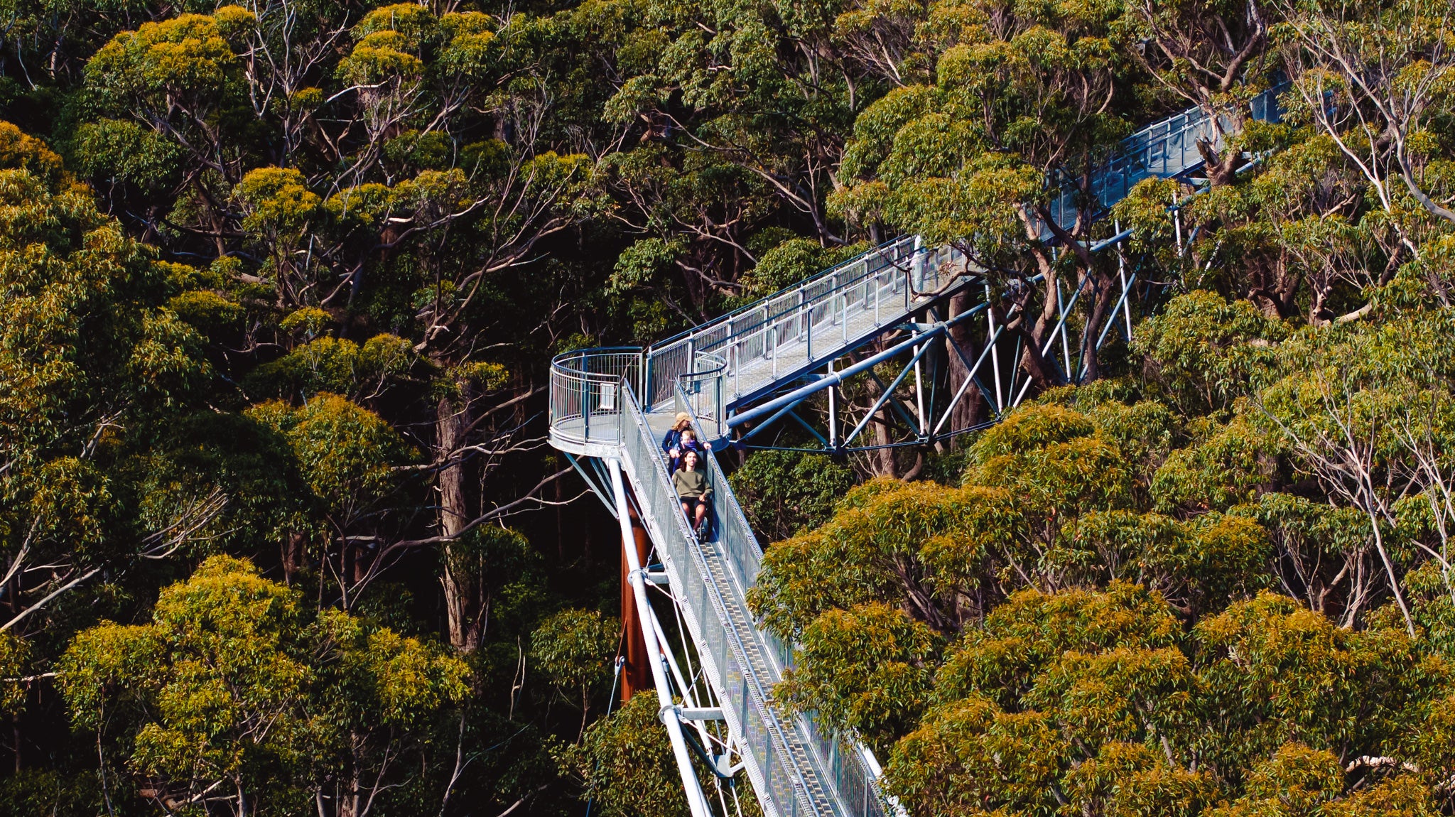 Tree-top walkway in a forest with people exploring