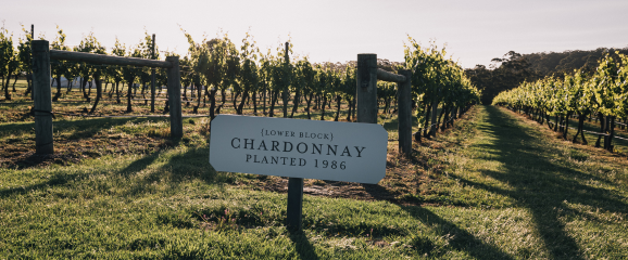 Vineyard with a sign indicating 'Chardonnay Planted 1986' in the foreground.